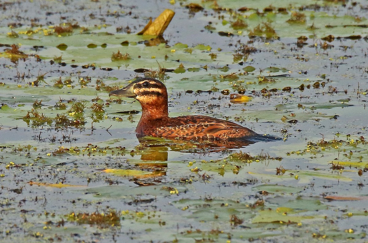 Masked Duck - Roger Ahlman
