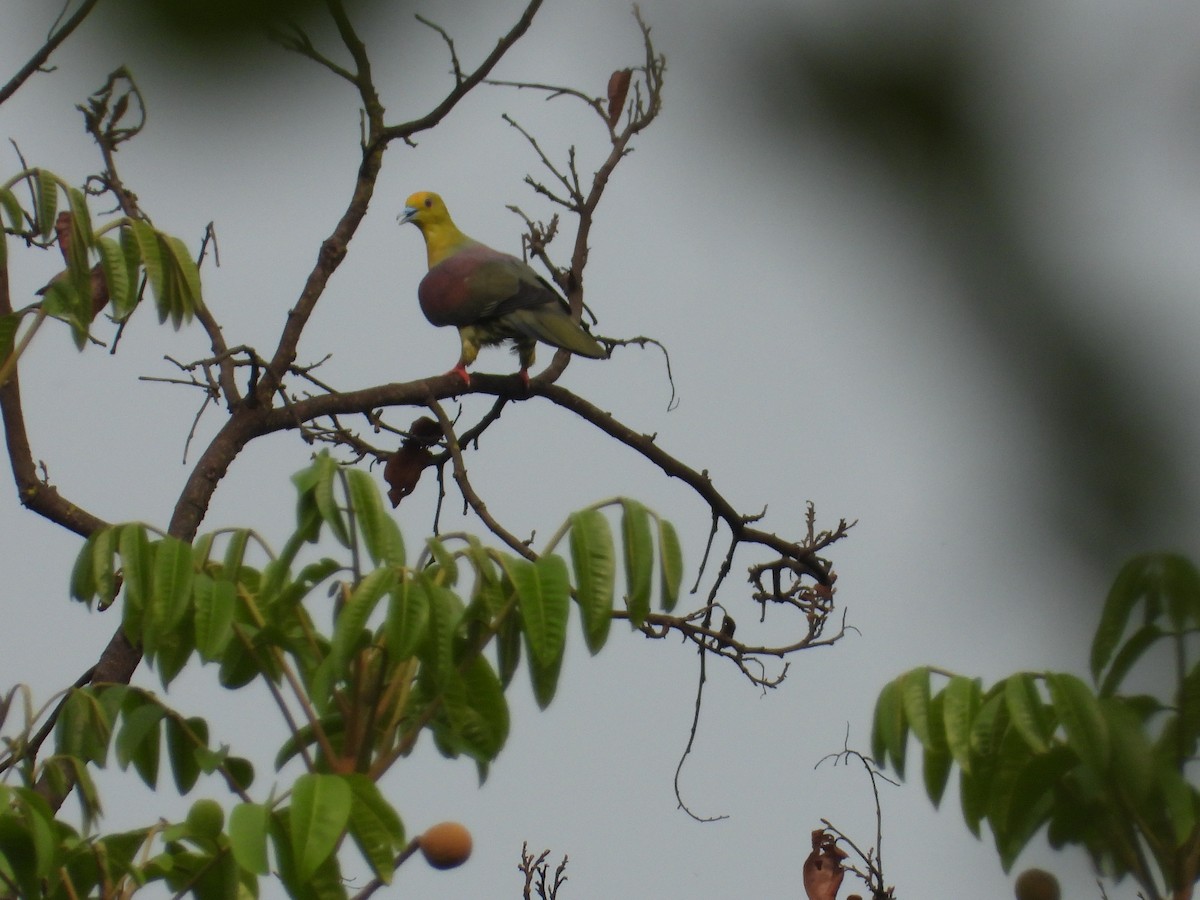 Wedge-tailed Green-Pigeon - ML442921651