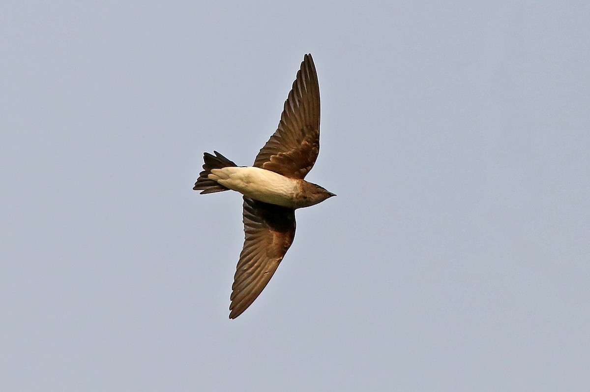 Gray-breasted Martin - Roger Ahlman