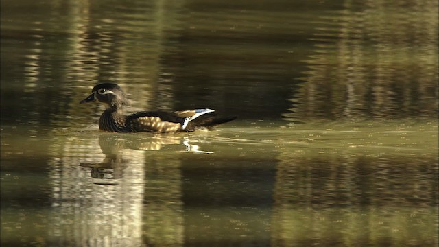 Wood Duck - ML442924