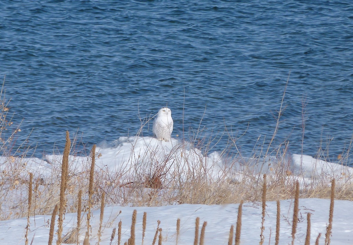 Snowy Owl - ML44292401