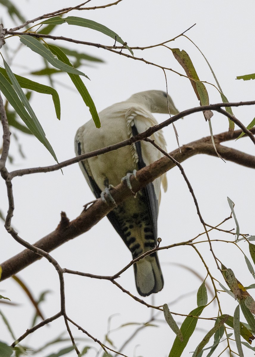 Torresian Imperial-Pigeon - ML442924731