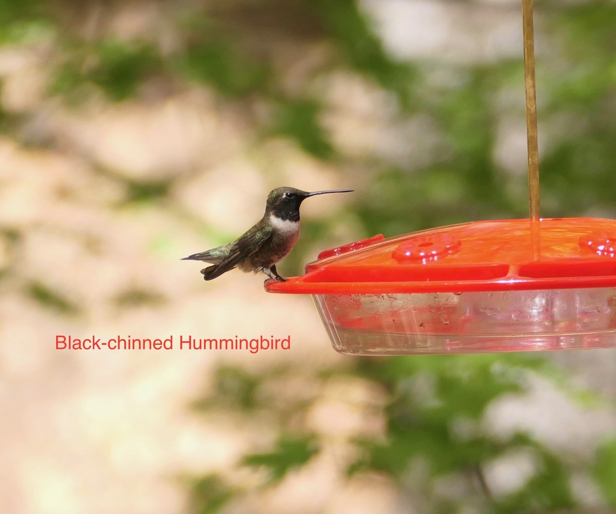 Black-chinned Hummingbird - Peter Ward