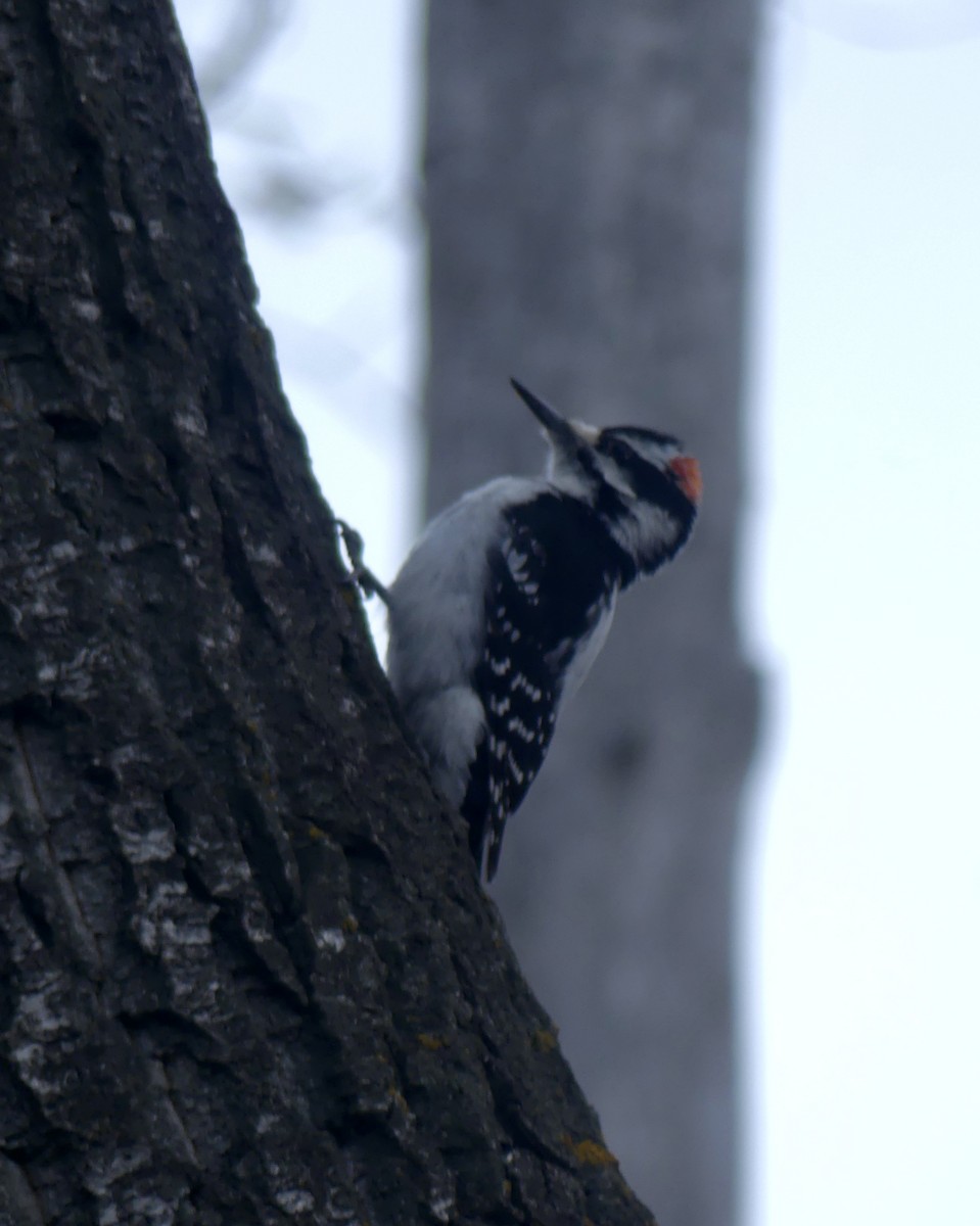 Hairy Woodpecker - ML442925911