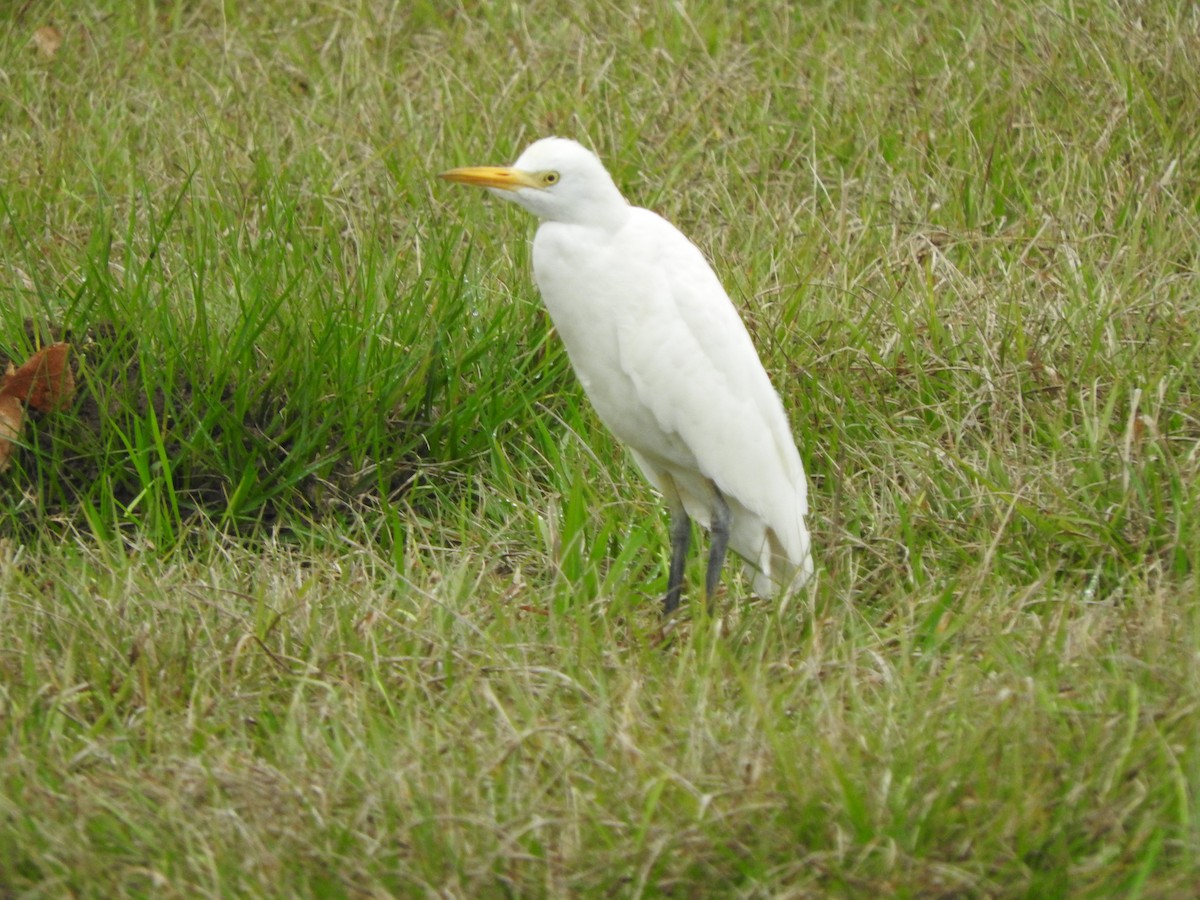 Western Cattle Egret - Robb Brumfield