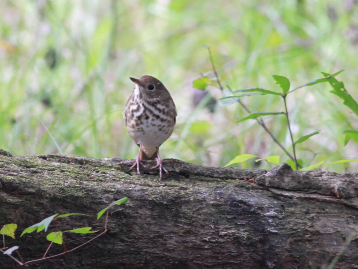 Hermit Thrush - ML44292701