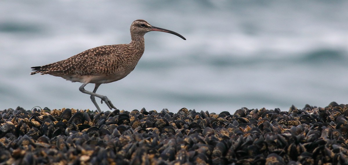 Whimbrel - ML442927561