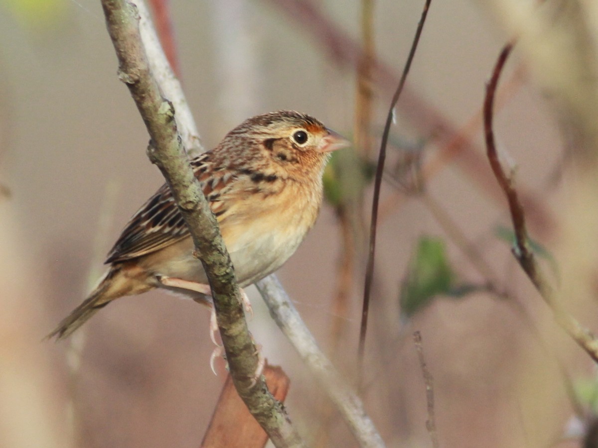 Grasshopper Sparrow - Greg Schrader