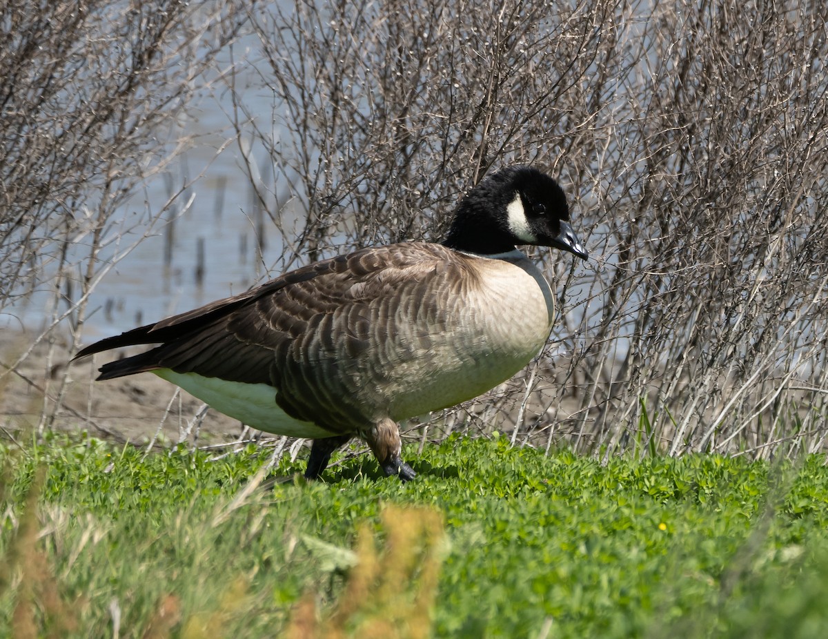 Cackling Goose (Aleutian) - Elizabeth Crouthamel