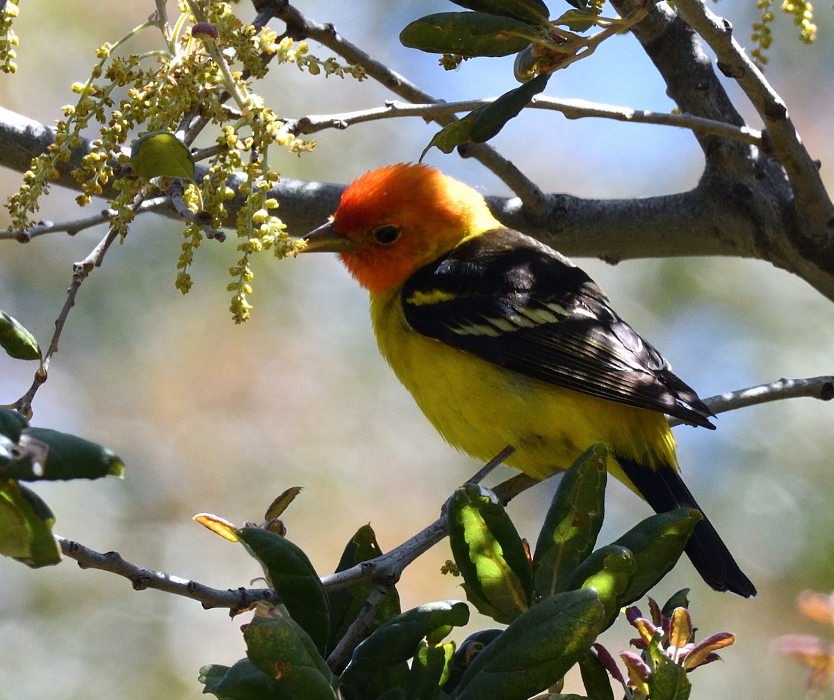 Western Tanager - ML442928501