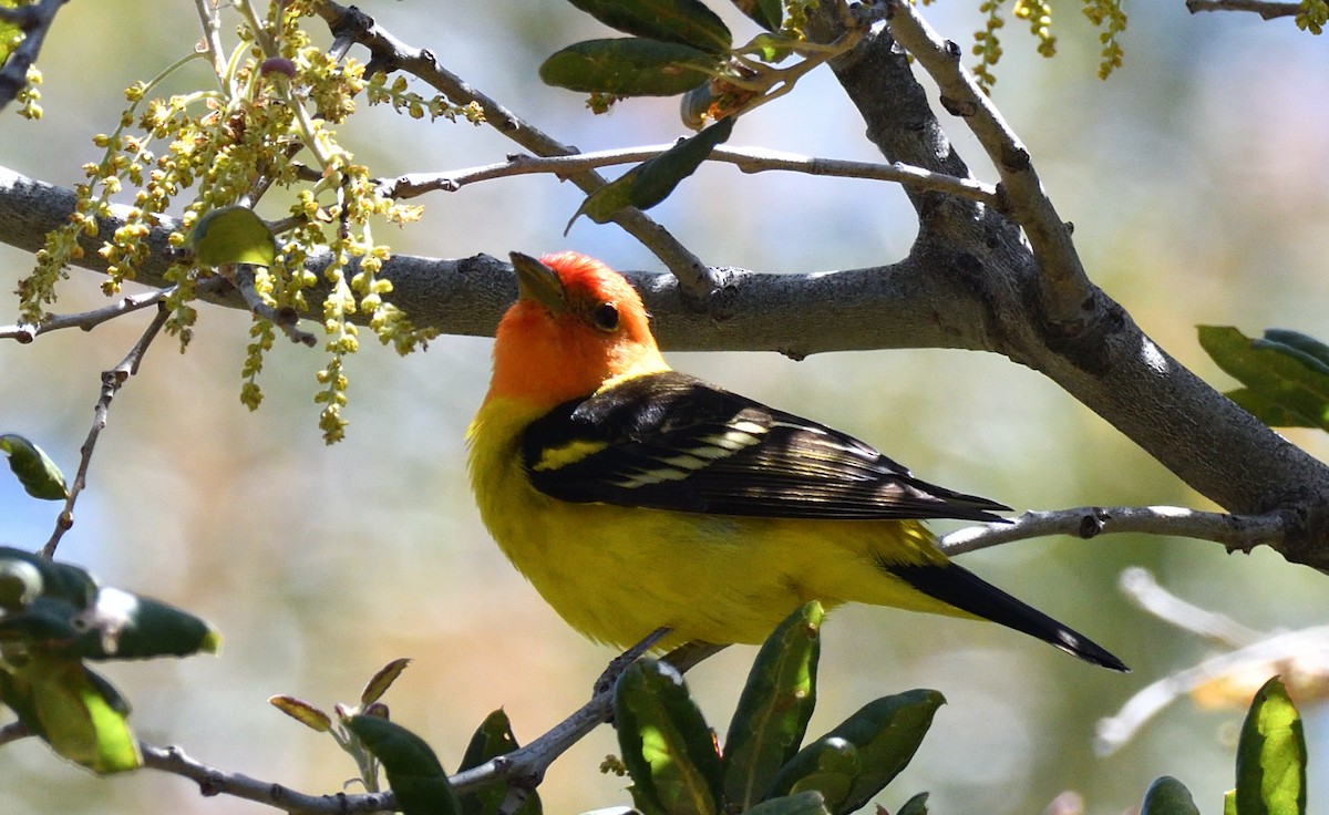 Western Tanager - ML442928521