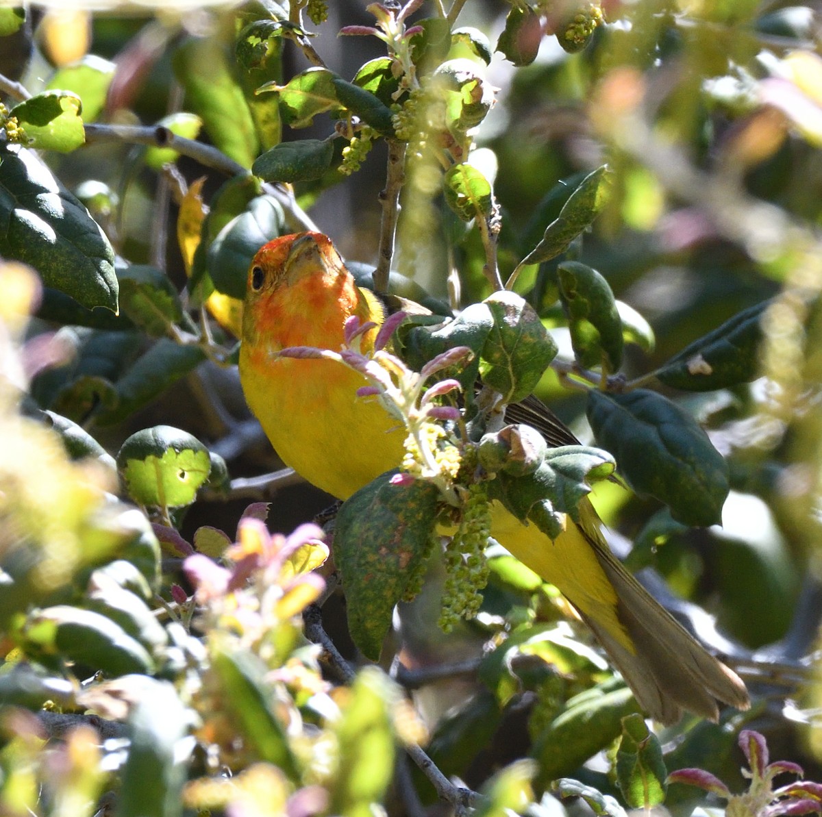Western Tanager - ML442928531