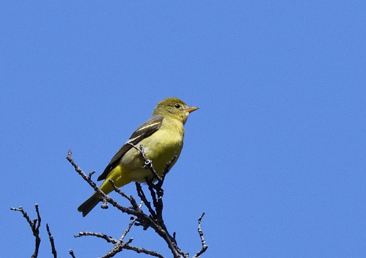Western Tanager - ML442928721