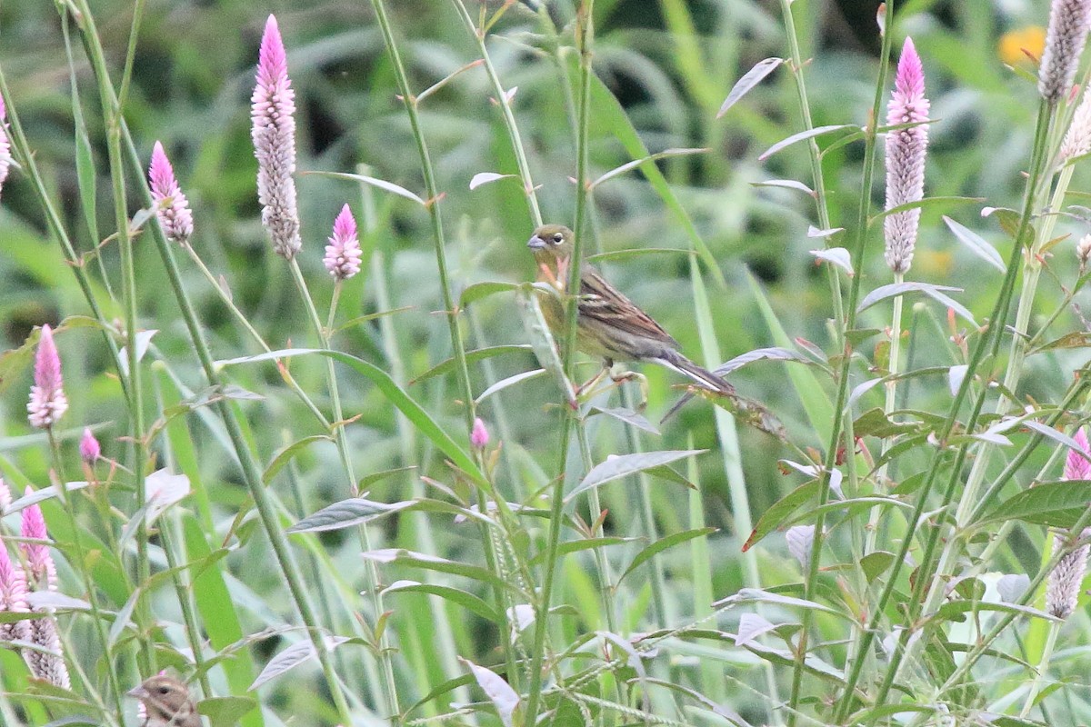 Yellow Bunting - ML442929131
