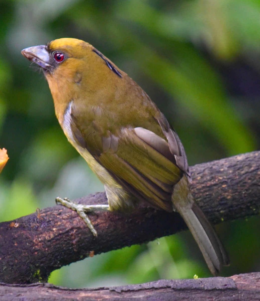 Prong-billed Barbet - Barbara Maytom