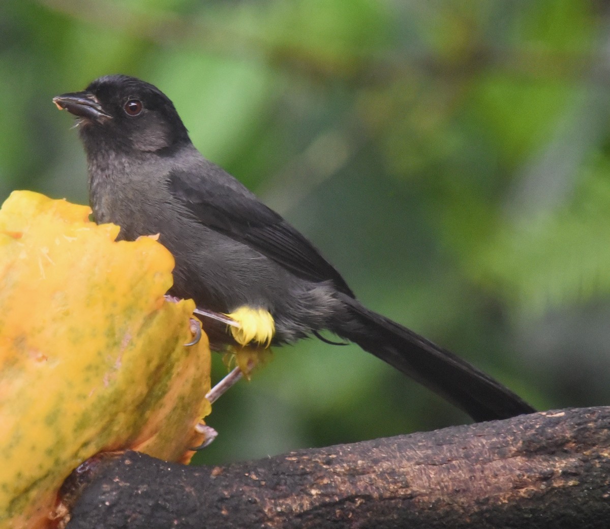 Yellow-thighed Brushfinch - Barbara Maytom