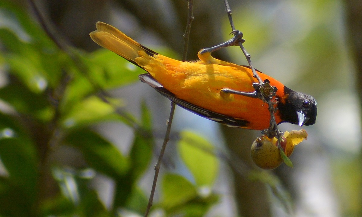 Oriole de Baltimore - ML442932461