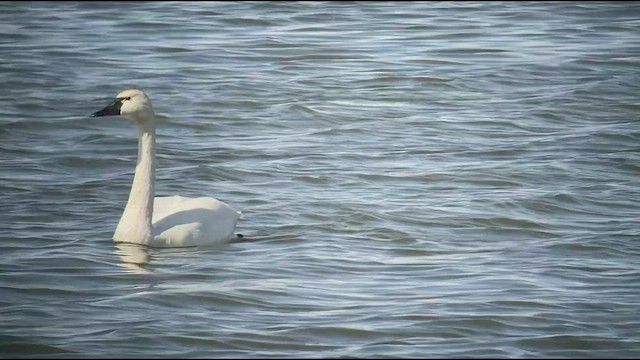 Cygne siffleur - ML442932481