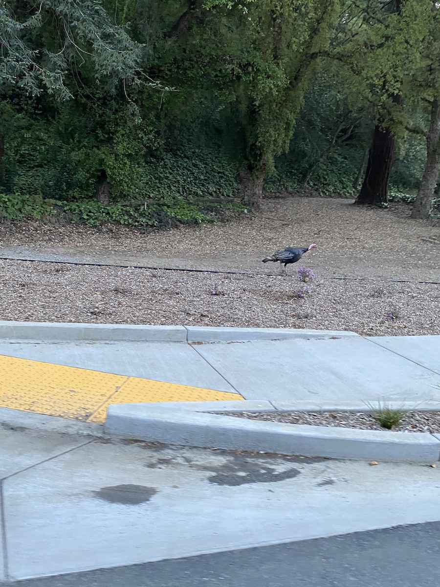 Wild Turkey - ML442935921