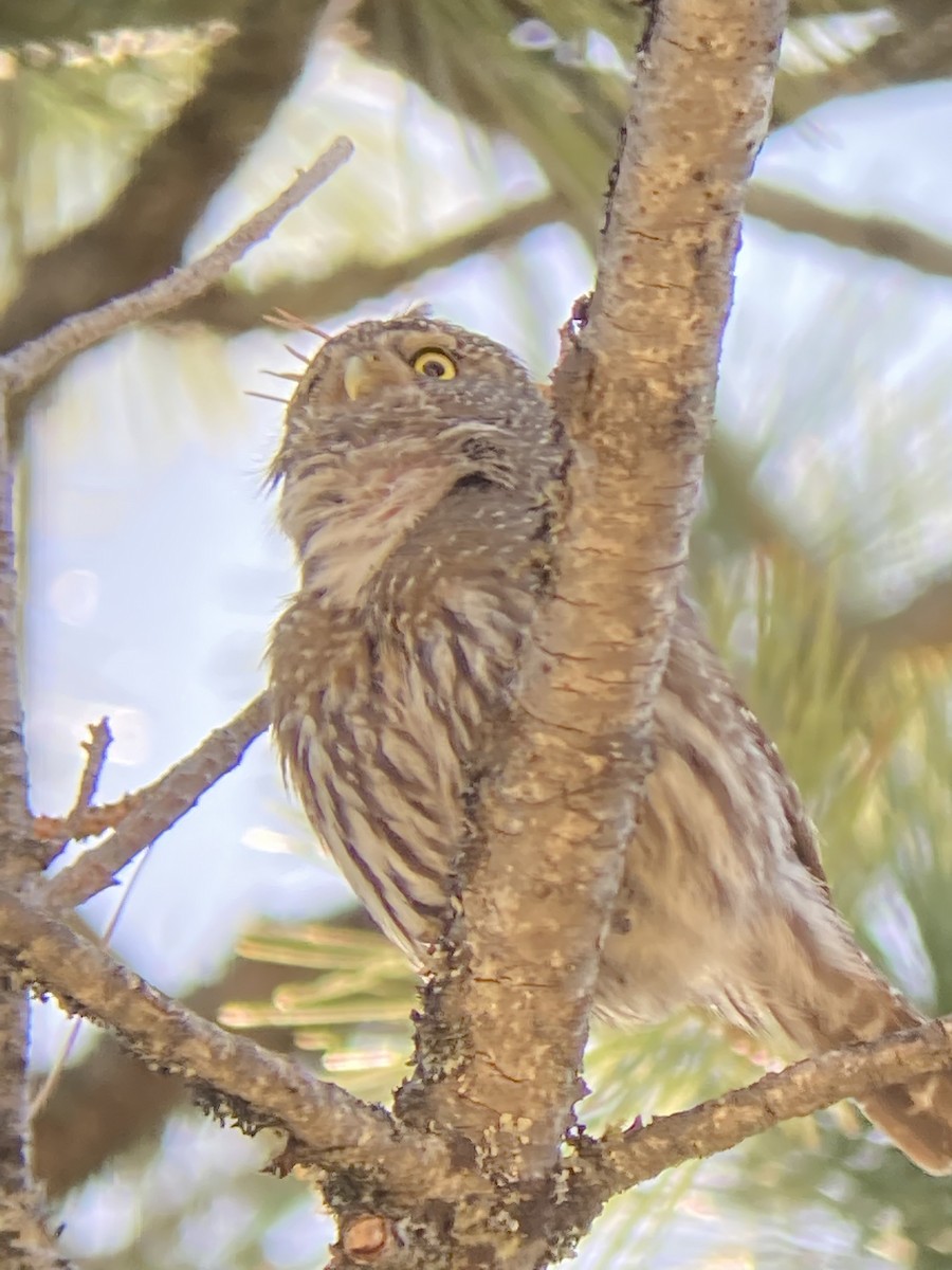 Northern Pygmy-Owl - ML442936651