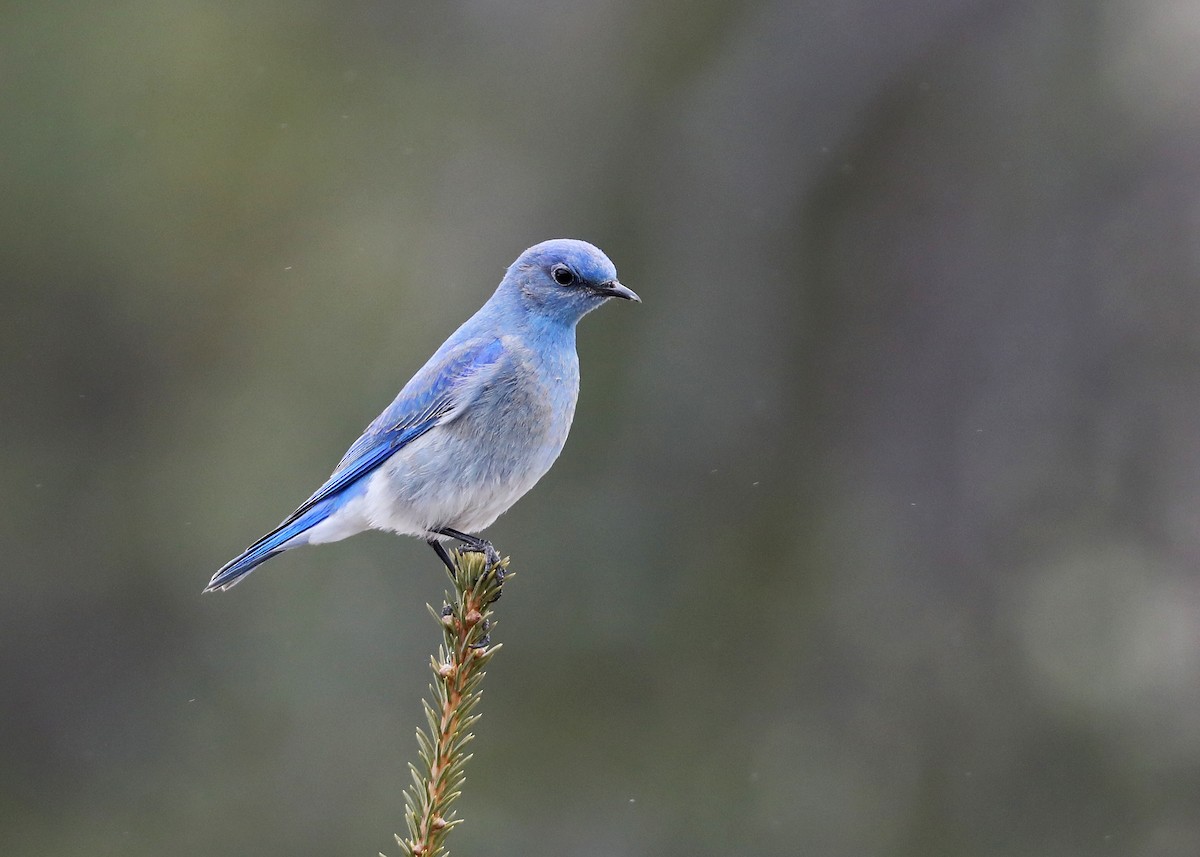 Mountain Bluebird - ML442938461