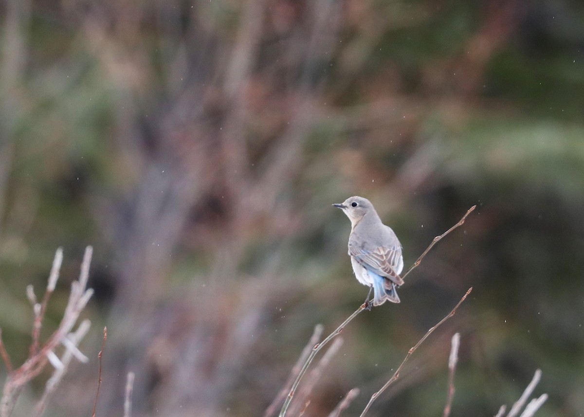 Mountain Bluebird - ML442938491