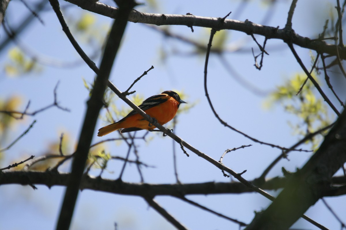 Baltimore Oriole - ML442938921