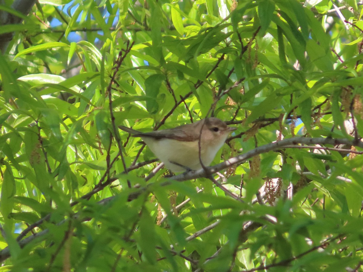 Warbling Vireo - ML442938991