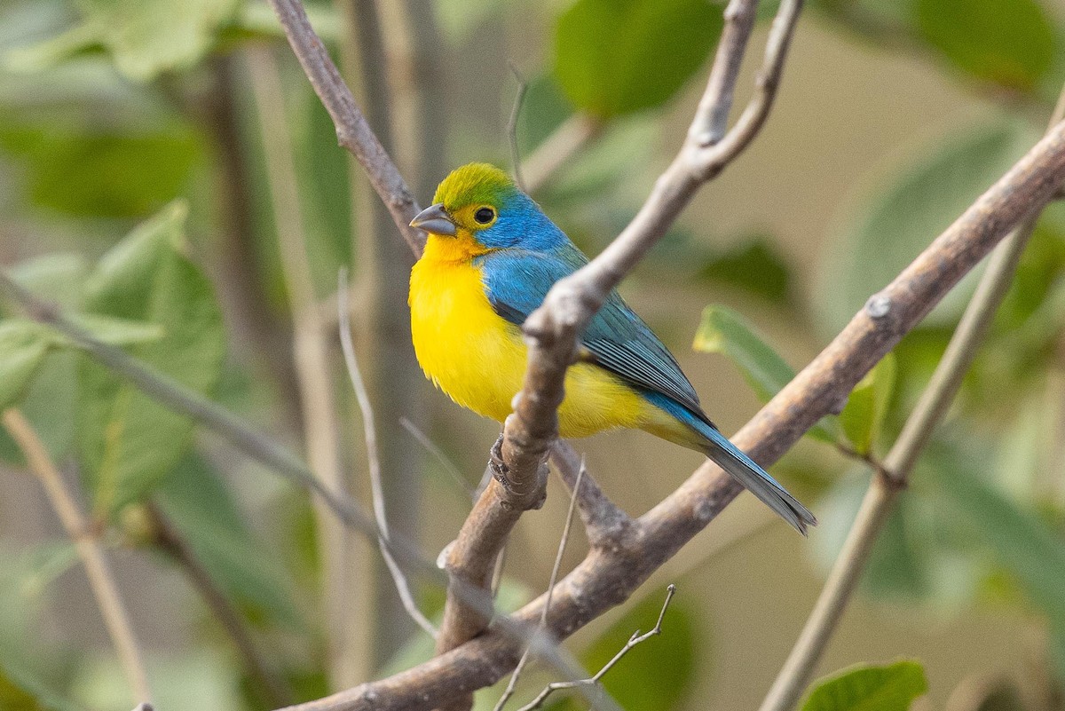 Orange-breasted Bunting - ML442941681