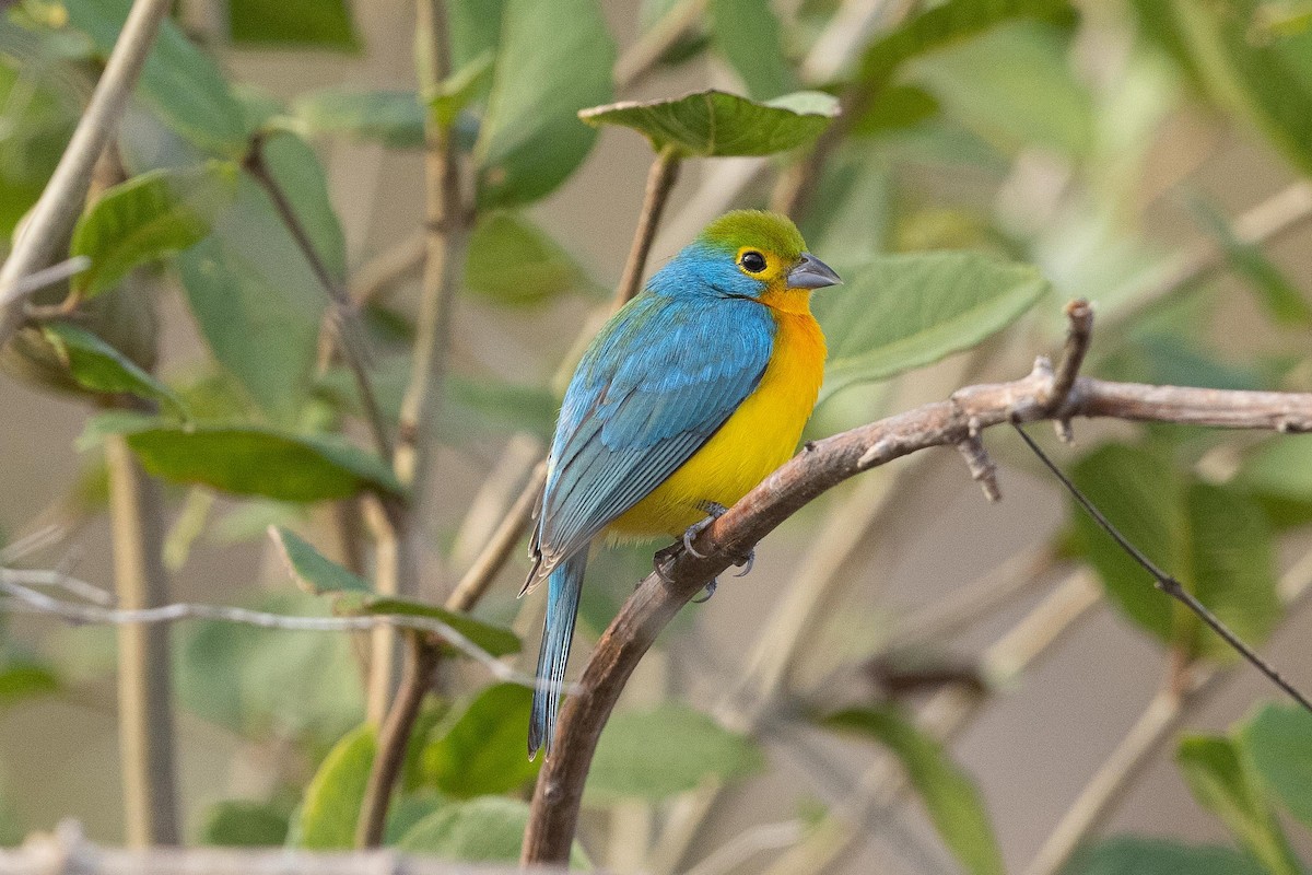 Orange-breasted Bunting - ML442941821