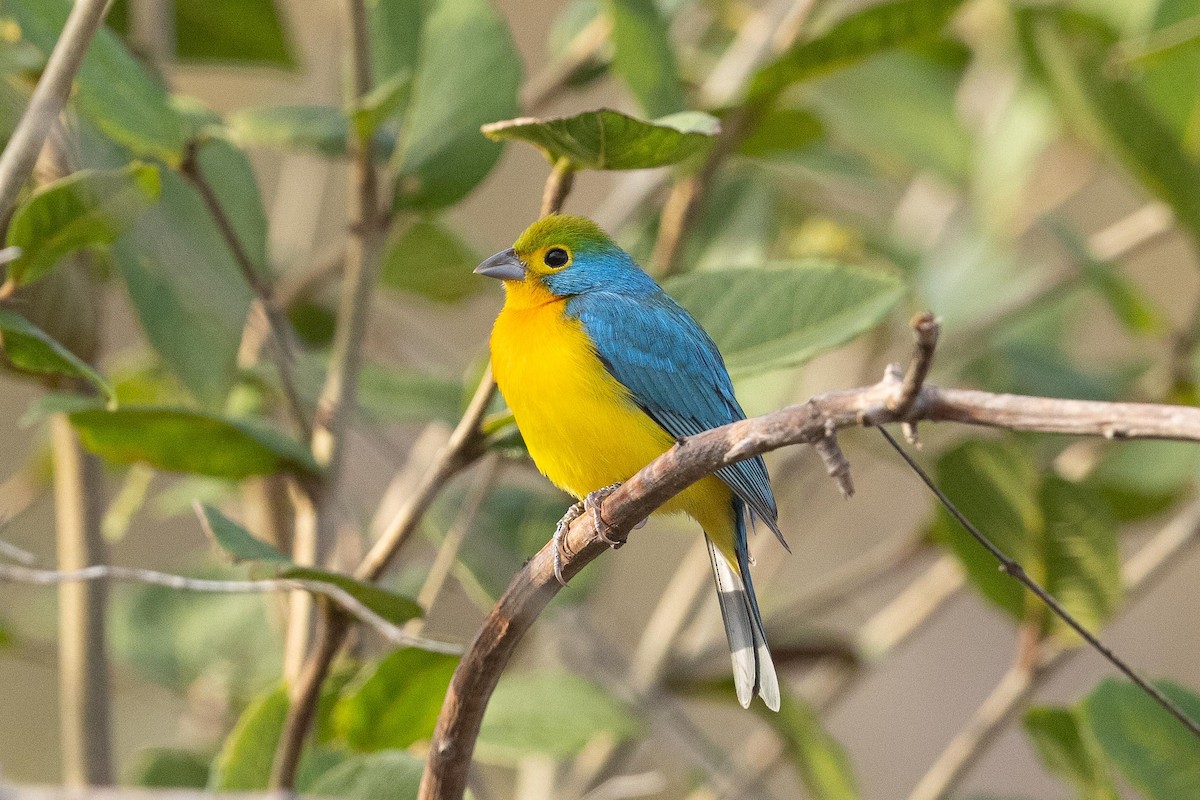 Orange-breasted Bunting - ML442941851