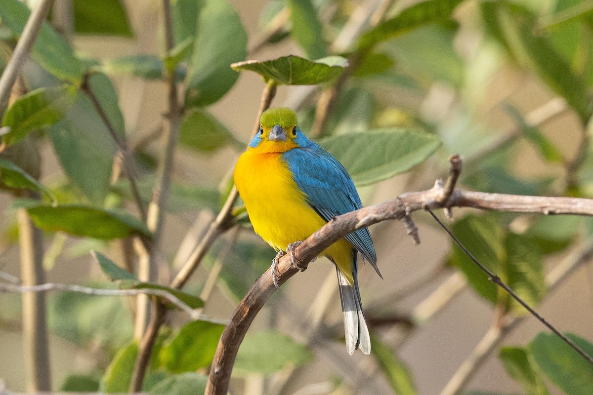 Orange-breasted Bunting - ML442941961