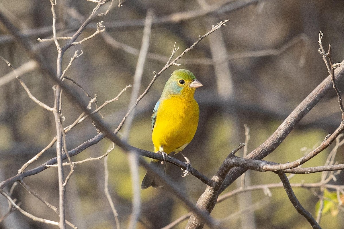 Orange-breasted Bunting - ML442942051