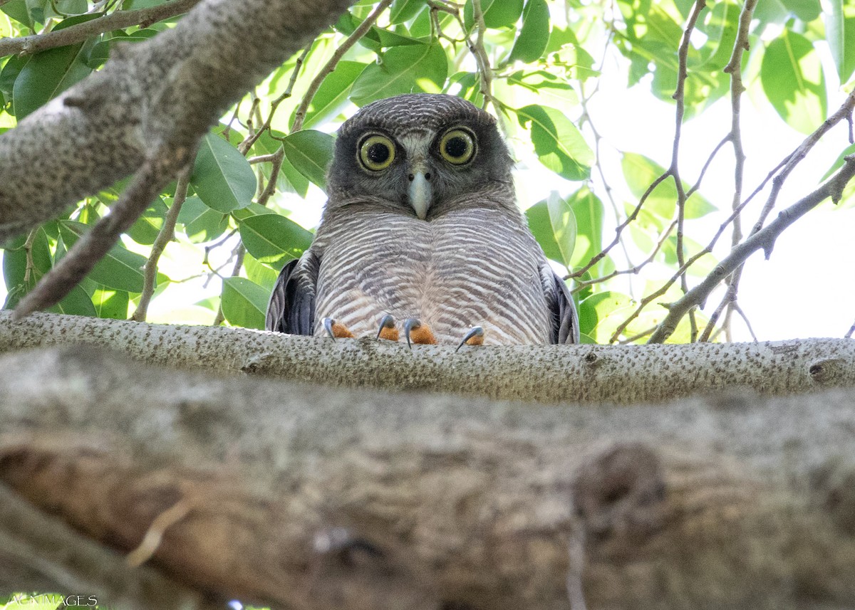 Rufous Owl - Alison  Nisbett