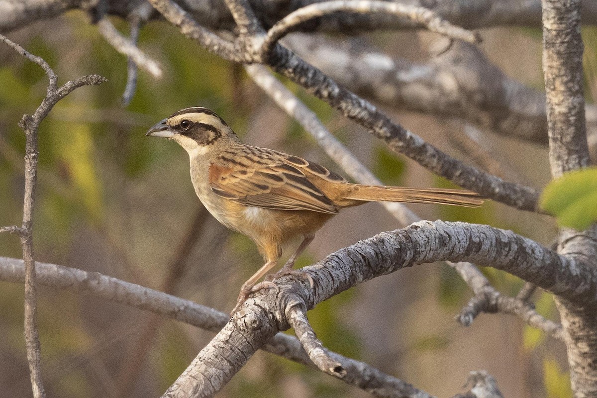 Stripe-headed Sparrow - ML442943311