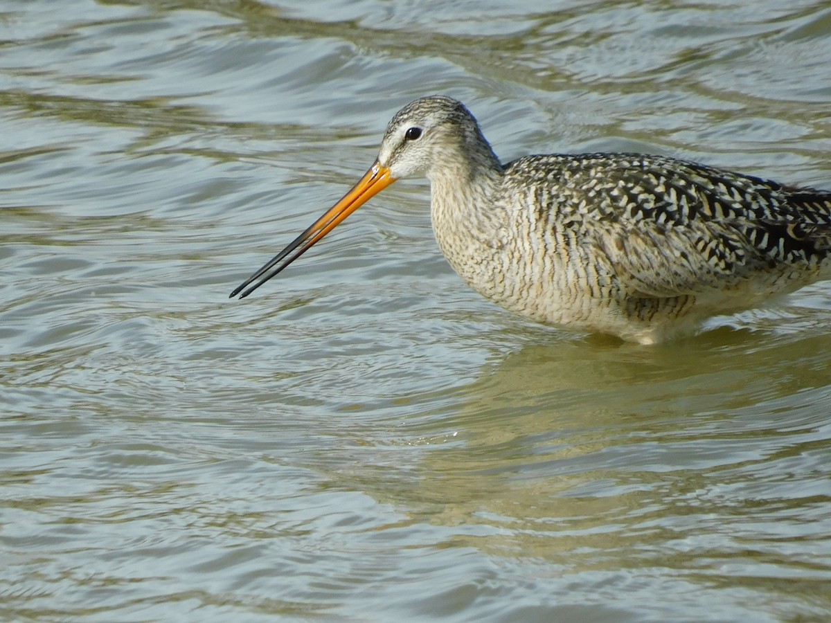 Marbled Godwit - ML442943601