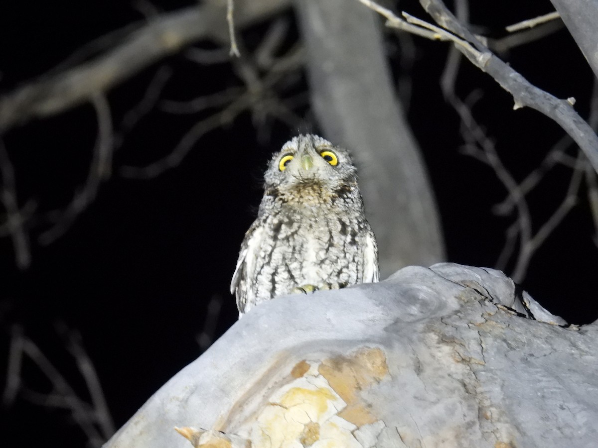 Whiskered Screech-Owl - ML442943811