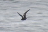 Black Storm-Petrel - ML442944321