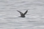 Black Storm-Petrel - ML442944341