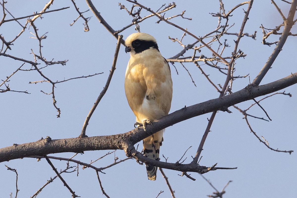 Laughing Falcon - ML442946181