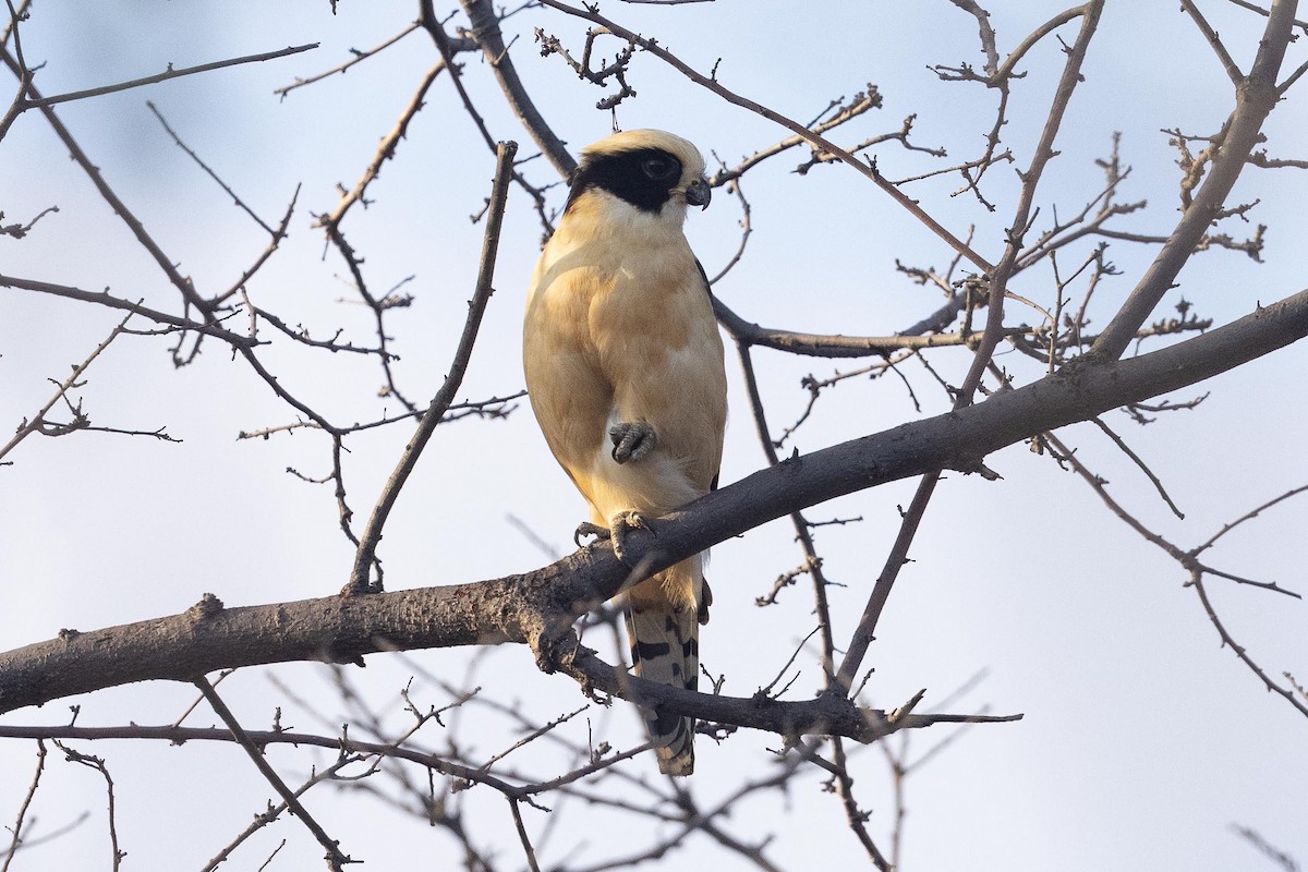 Laughing Falcon - ML442946461