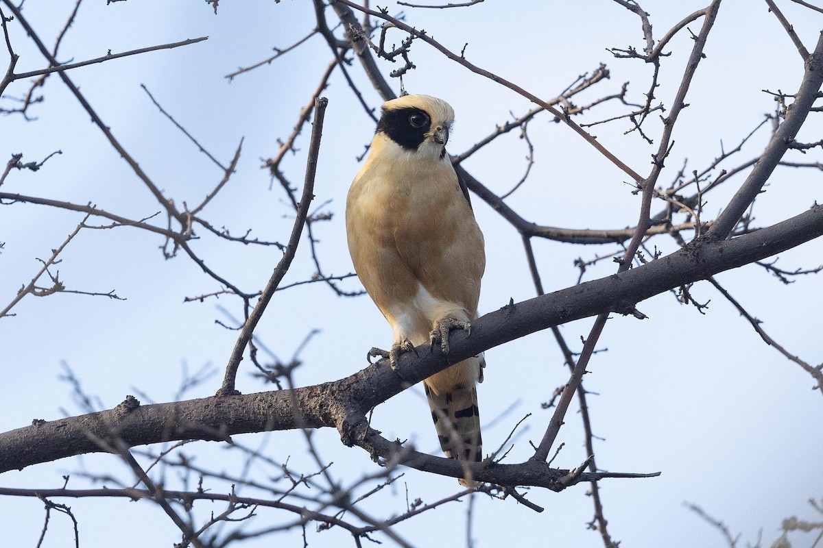 Laughing Falcon - ML442946491