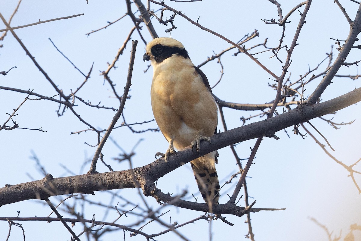 Laughing Falcon - ML442946521