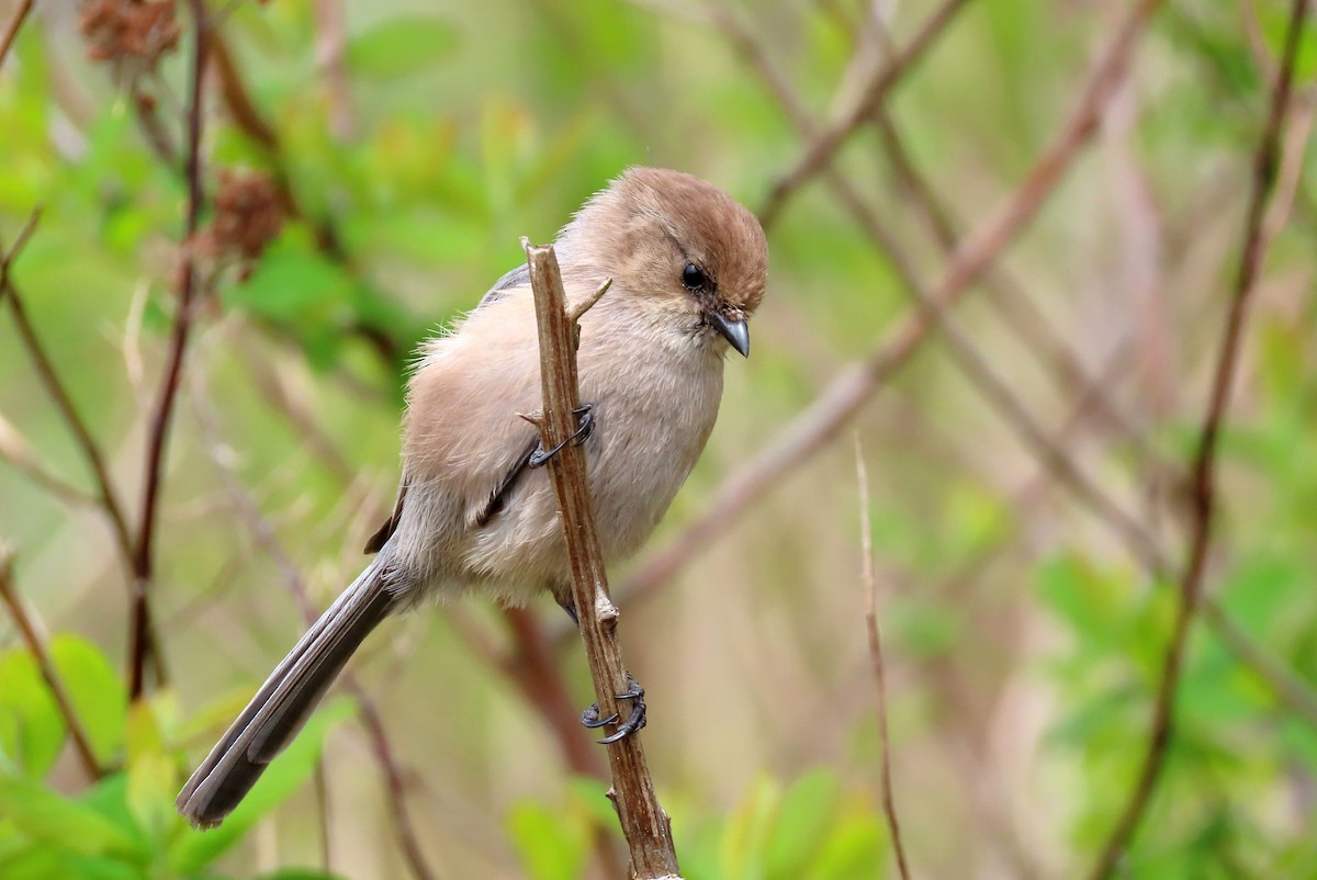 Bushtit - ML442946891