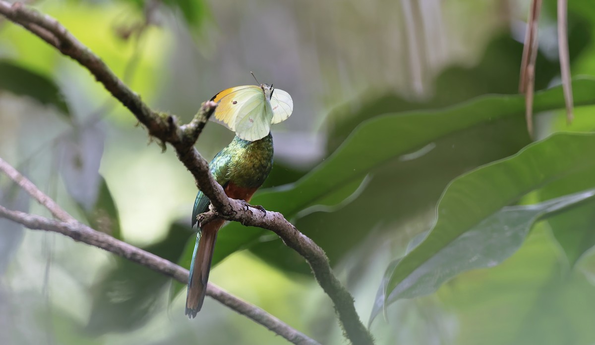 White-chinned Jacamar - Timo Mitzen