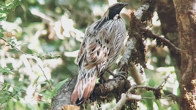 Koklass Pheasant - ML442947731