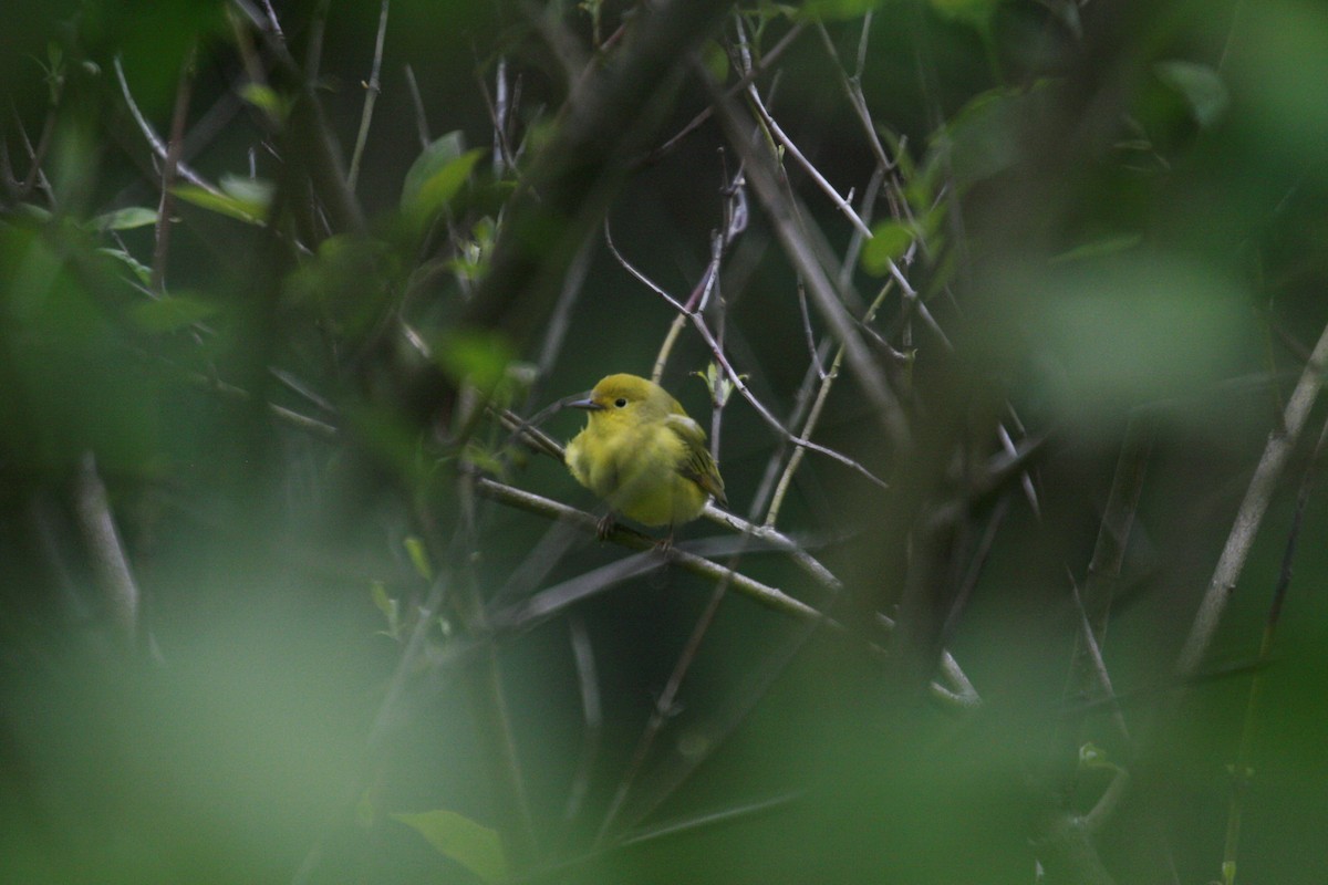 Yellow Warbler - ML442949291