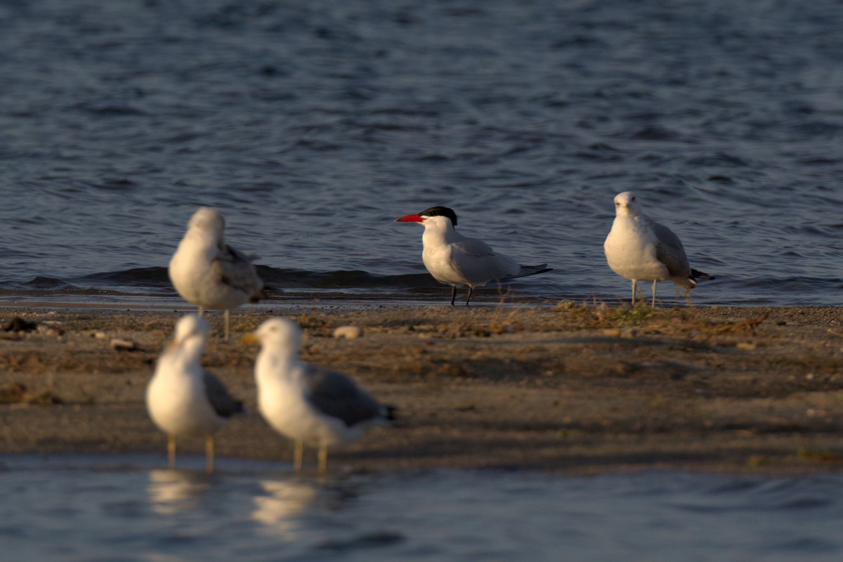 Caspian Tern - ML442949431