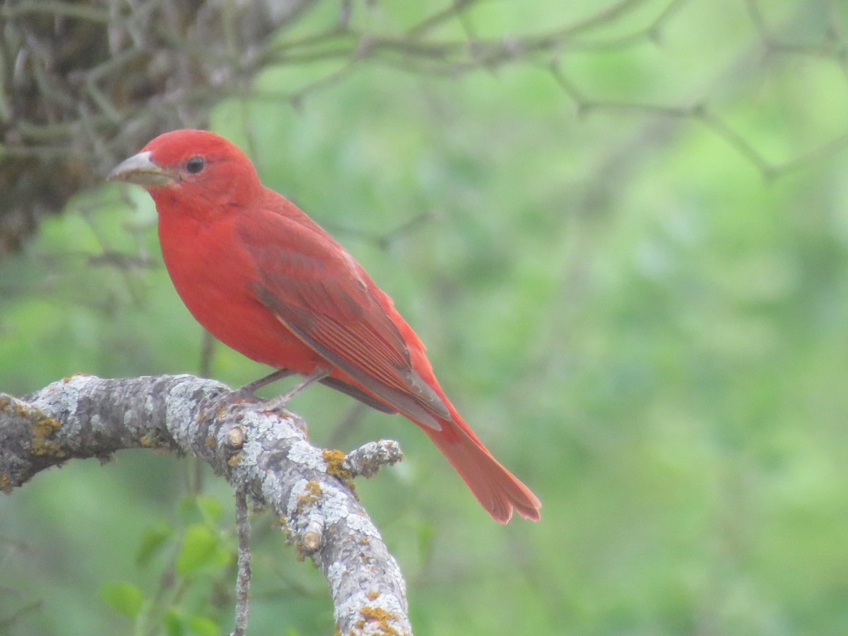 Summer Tanager - ML442950571