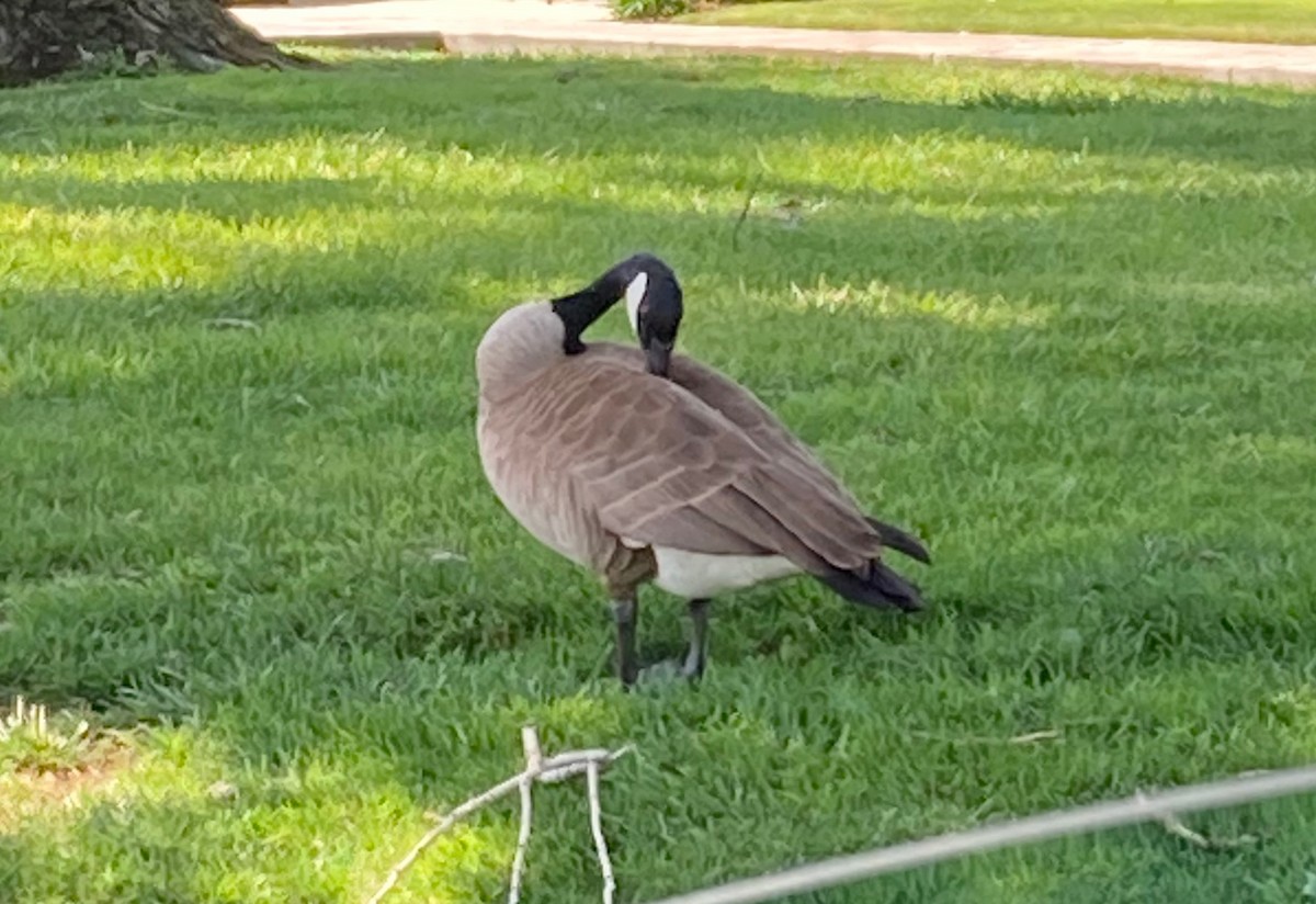 Canada Goose - ML442950761